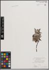 Foto von Salix cinerea L. x Salix viminalis L.